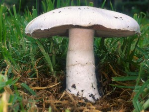 Agaricus 