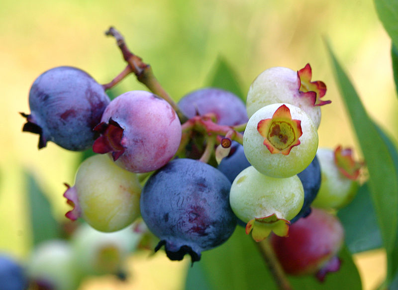 Blueberries