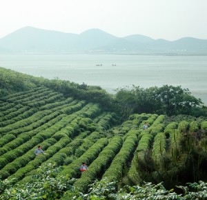 Harvesting green tea