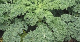 Kale