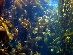 Kelp forest