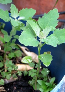 Lambs Quarter