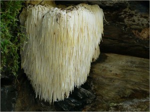 Lions Mane mushroom