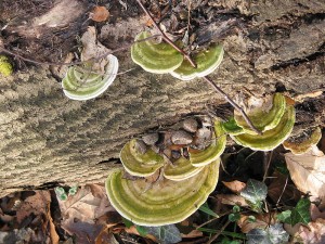 Trametes