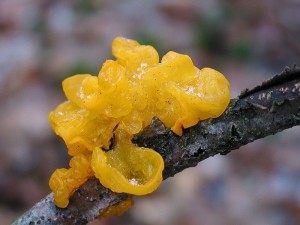 Tremella