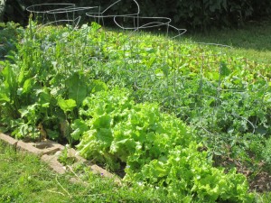 lettuce other side of garden July 16