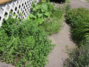 oregano and chives through cracks