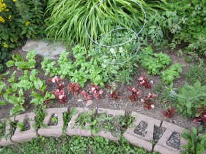 other side with flowers -  herbs, basil and rainbow chard July 16