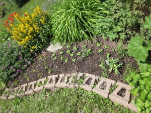 other side with flowers - herbs, basil and rainbow chard July 4