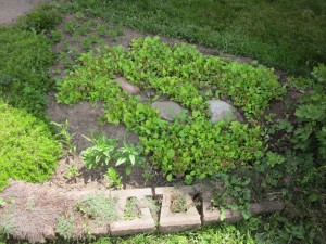 side garden of parsley spinach lettuce July 16