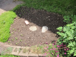 side garden of  parsley spinach lettuce July 4