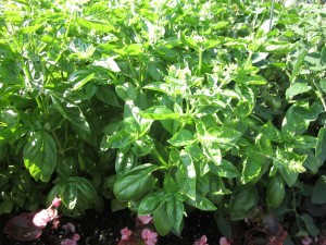 Basil plants