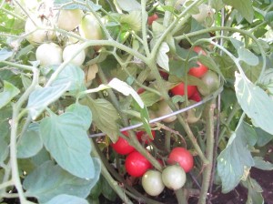 first tomatoes