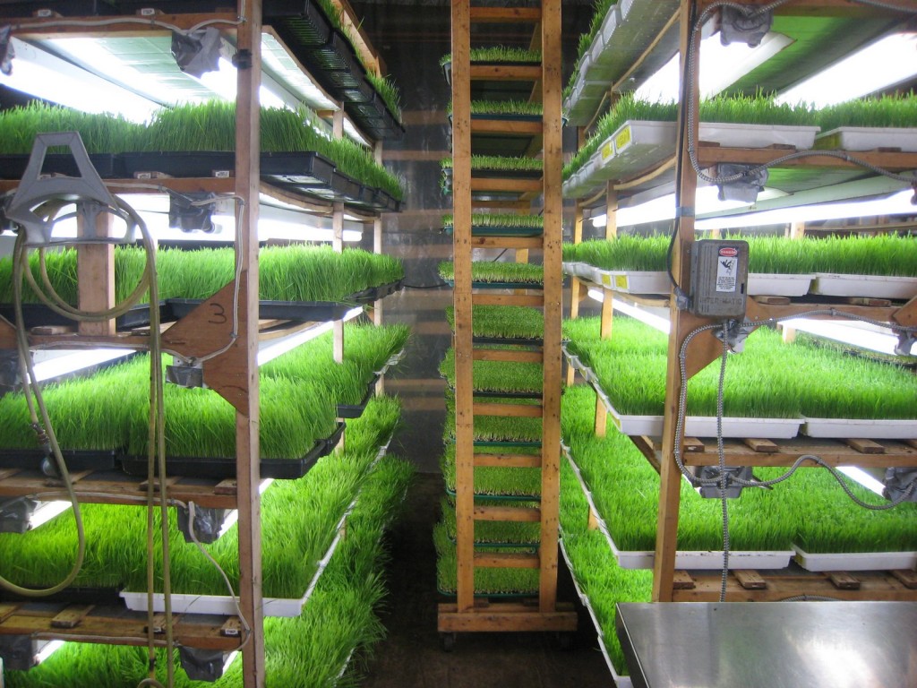 Sprouting at home - racks at Toronto sprouts