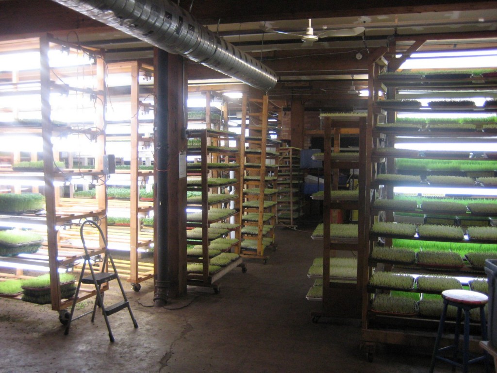 Sprouting at home - trays of sprouts growing at Toronto sprouts