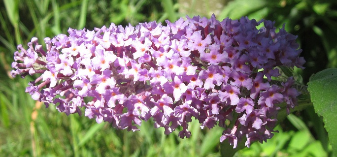 wild lilac