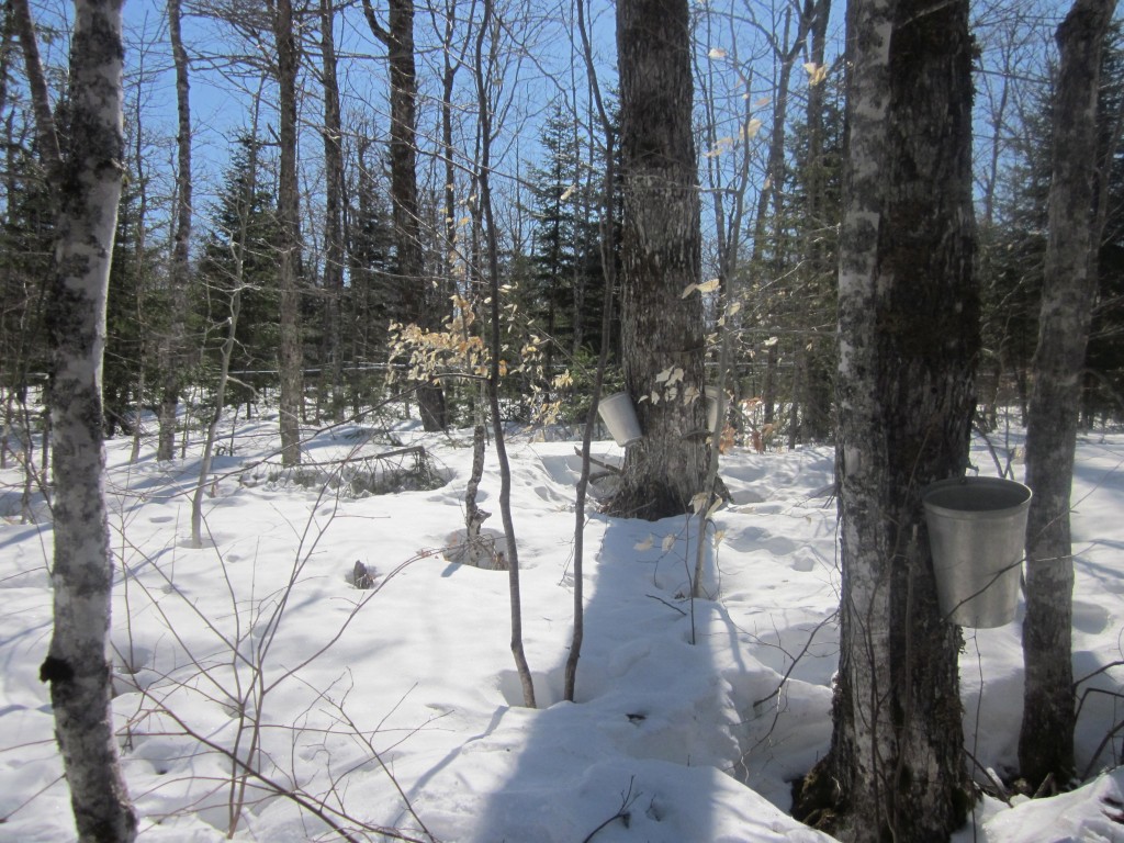 Beamans Maple Sugar Shack maple trees