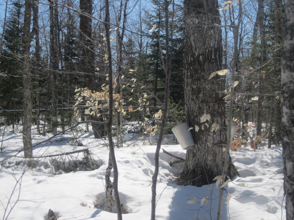 Beamans Maple Sugar Shack maple trees with pails