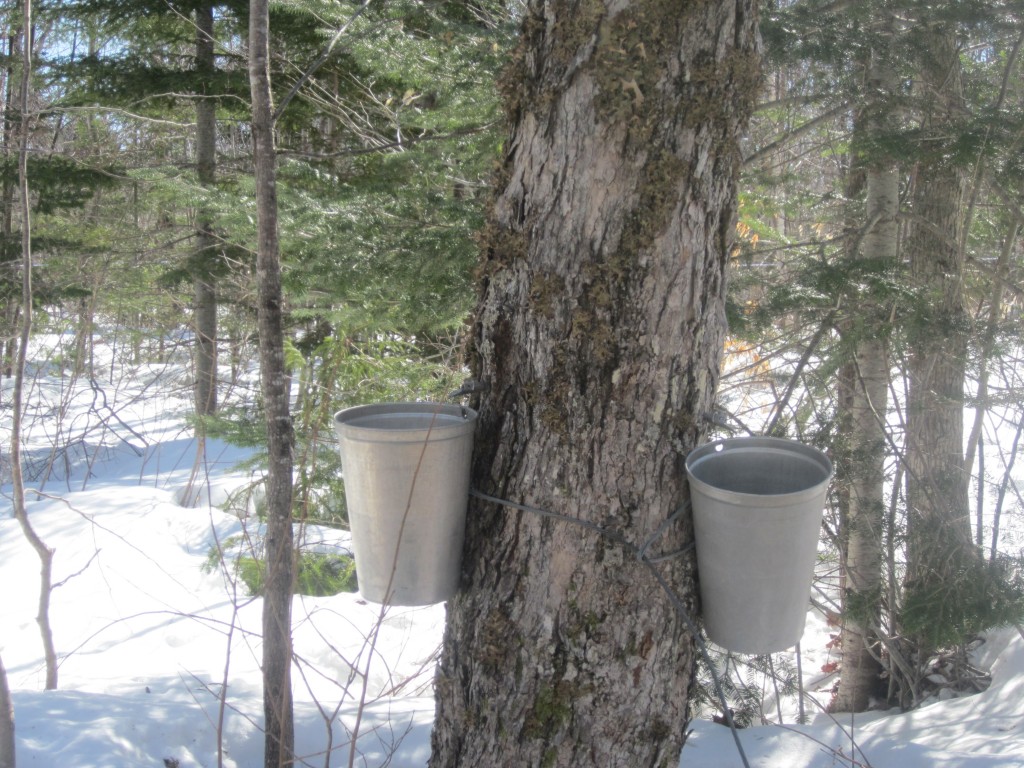 Beamans Maple Sugar Shack pails collecting sap