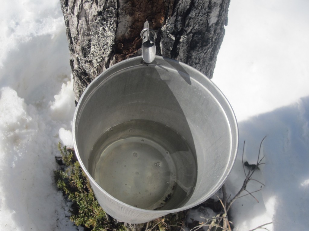 Beamans Maple Sugar Shack sap from the maple tree