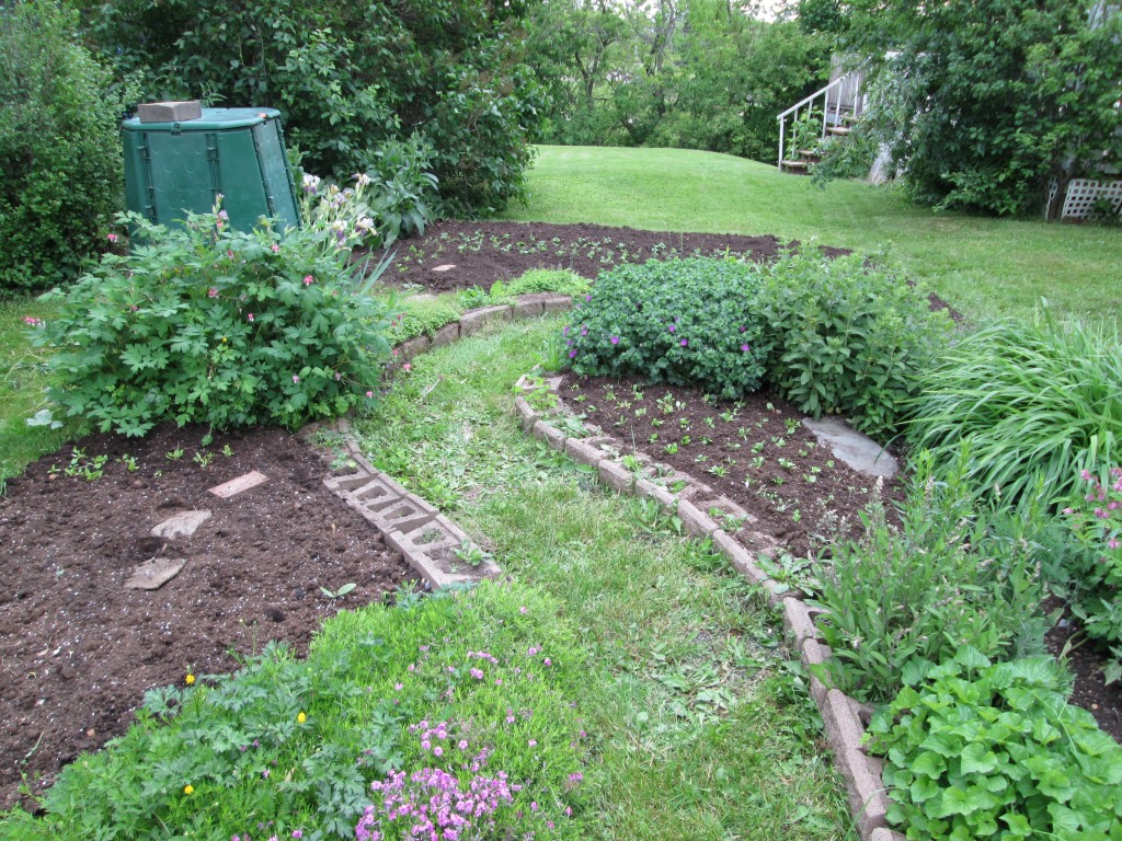 13 05 08 vegetable garden plot 11 - seedings in