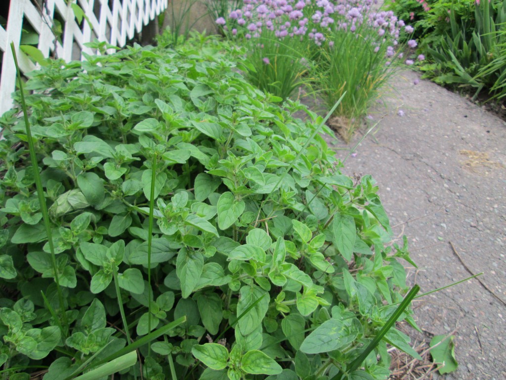 13 05 08 vegetable garden plot 12 oregano chives