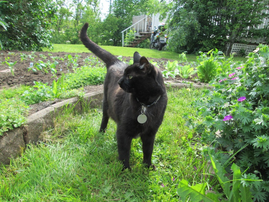 13 05 08 vegetable garden plot 13 - zoey