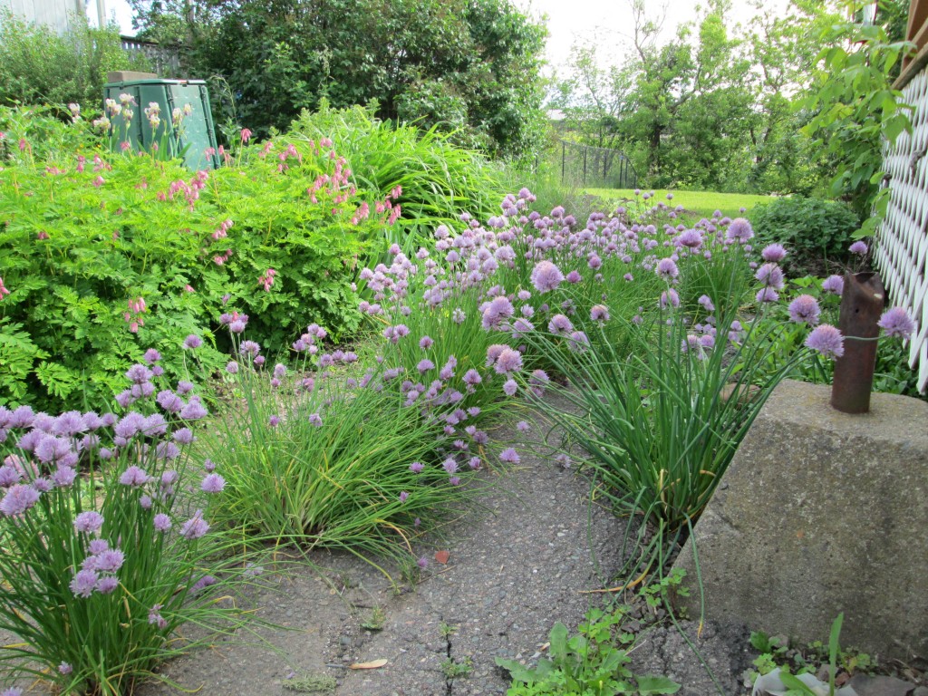 13 05 08 vegetable garden plot 15 - chives in cracks