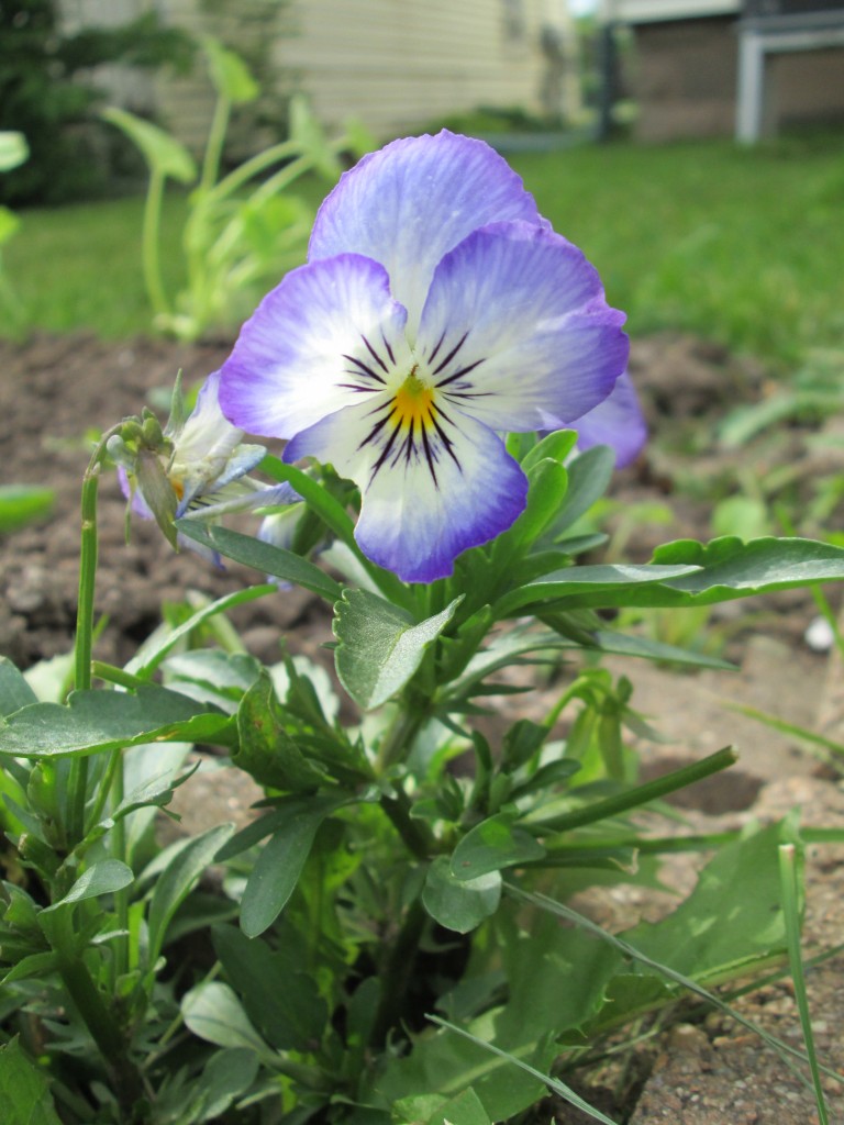 13 05 08 vegetable garden plot 16 viola from last year