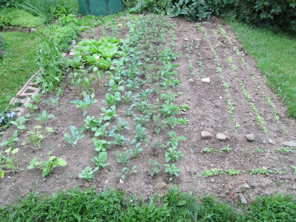 13 06 26 vegetable garden plot 17 seeds coming up