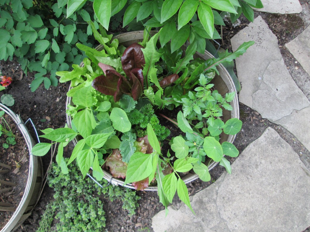 Toronto Trip - basket in Dawns Garden