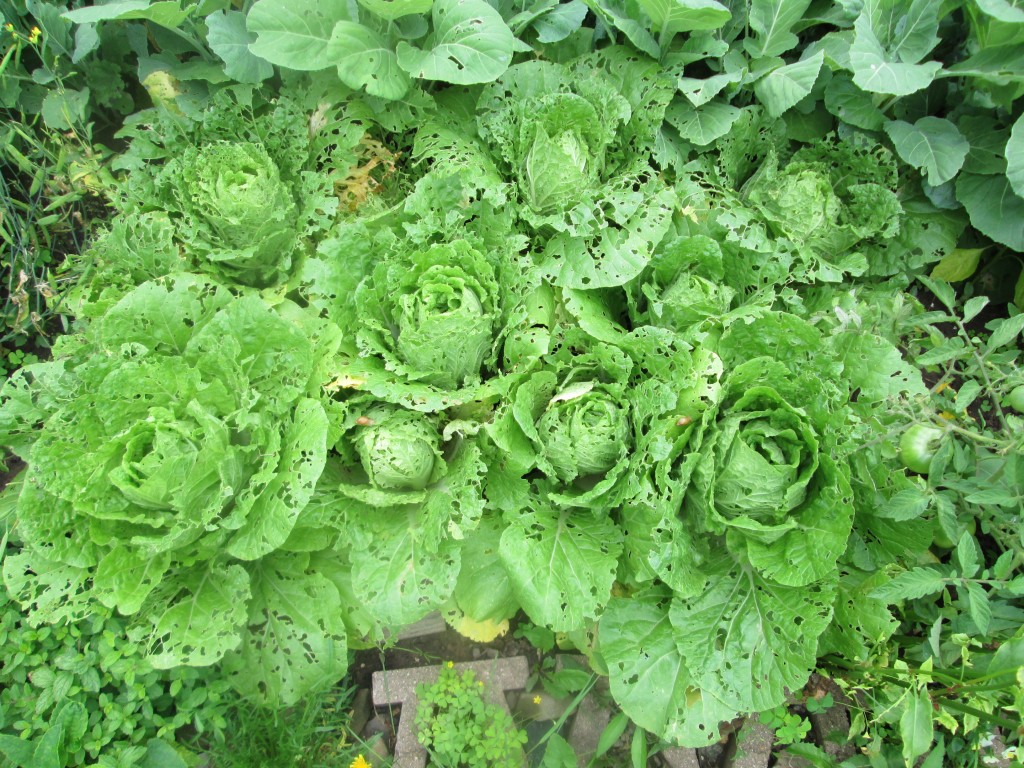 02 08 08 crazy garden 1 - bok choy