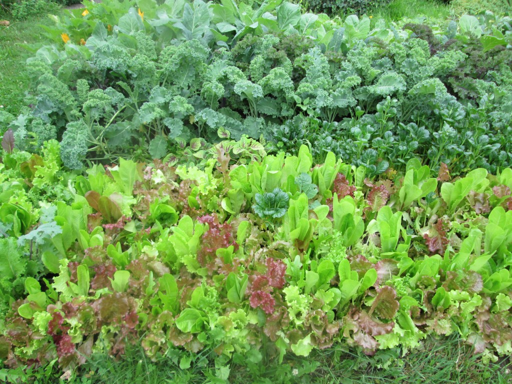 02 08 08 crazy garden 1 - lettuce left