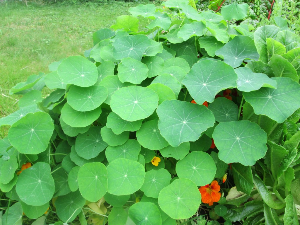 02 08 08 crazy garden 1 - nasturtiums