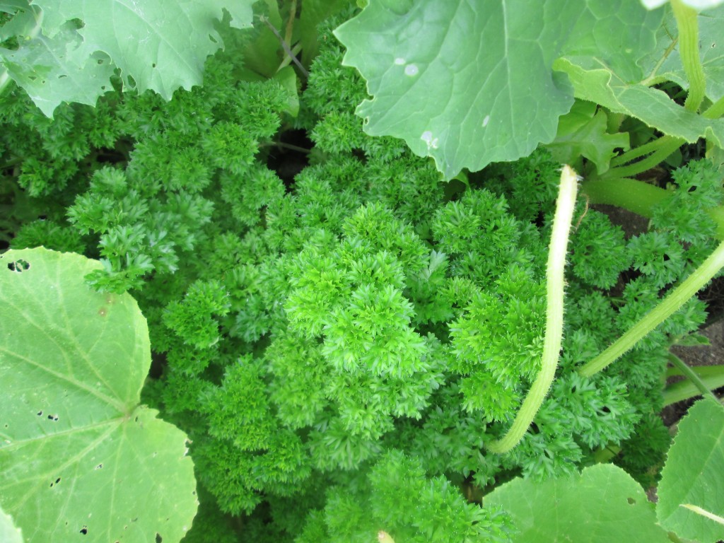 02 08 08 crazy garden 1 - parsley