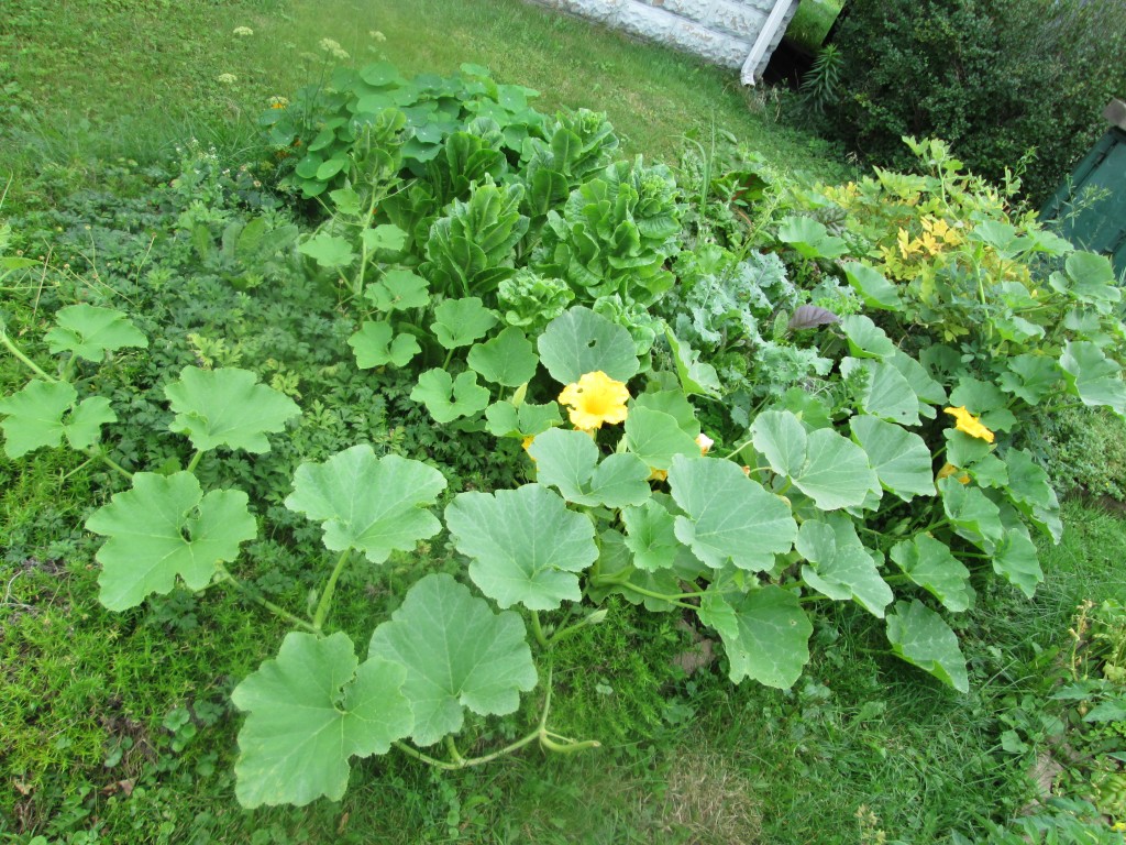 02 08 08 crazy garden 1 - squash seeds