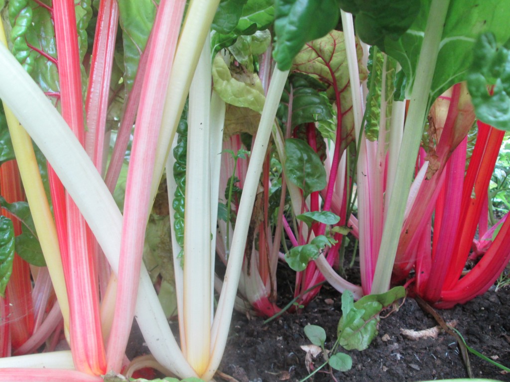 02 08 08 crazy garden 1 - swiss chard