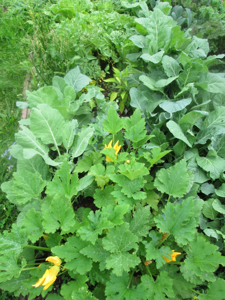 02 08 08 crazy garden 1 - zucchini