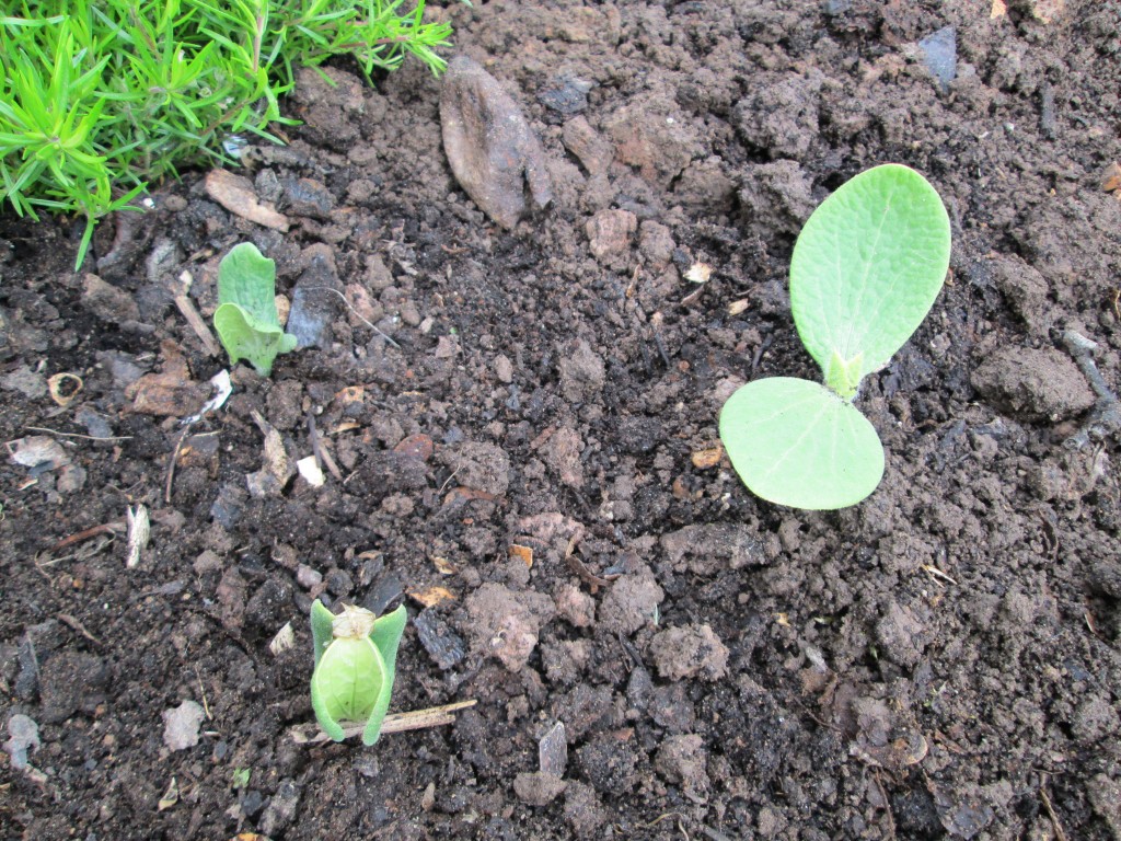 13 05 08 vegetable garden plot 5 - something growing from compost