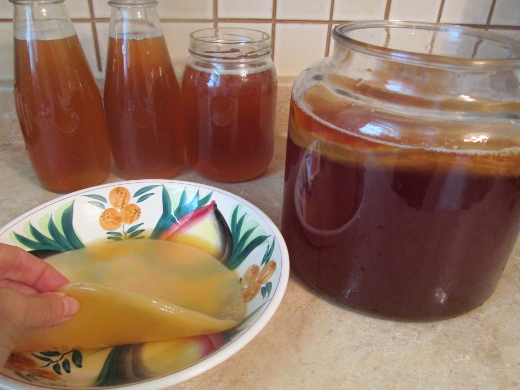 Kombucha Recipe - 13 place scoby daughter on kombucha mixture in jar - recycle mother