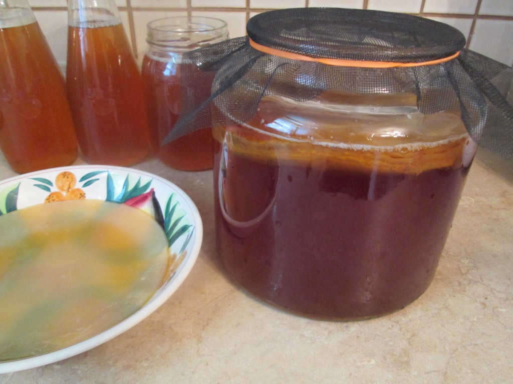 Kombucha Recipe - 14 - cover and return to cool dark area