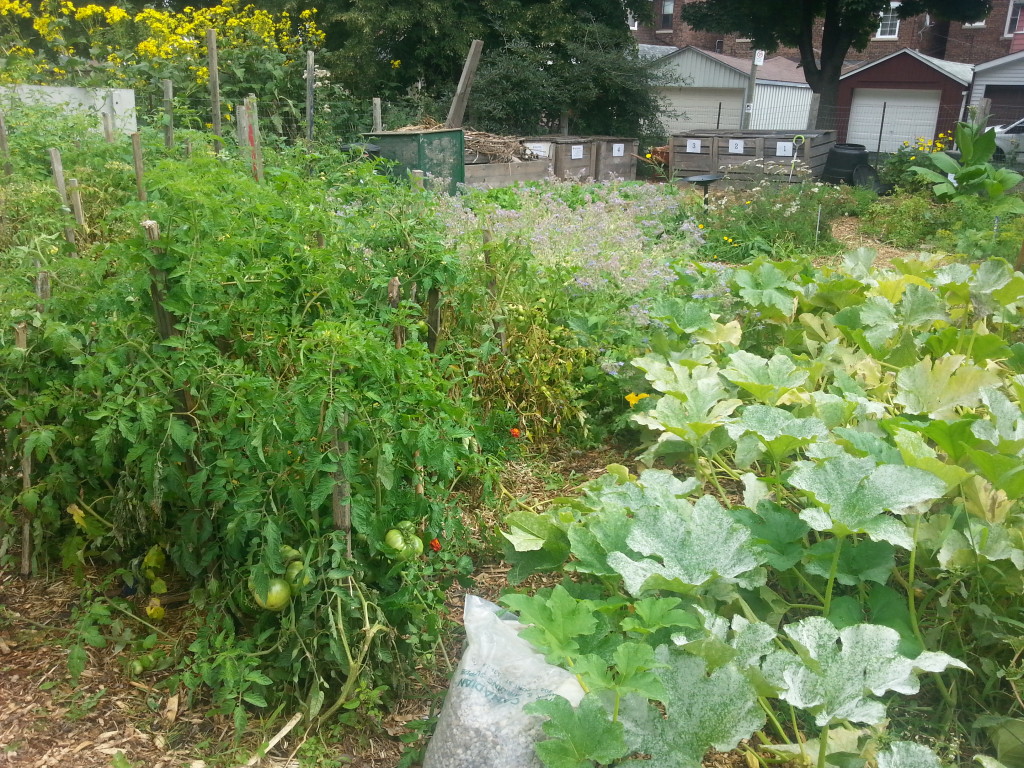 Earlescourt park and community garden project 10