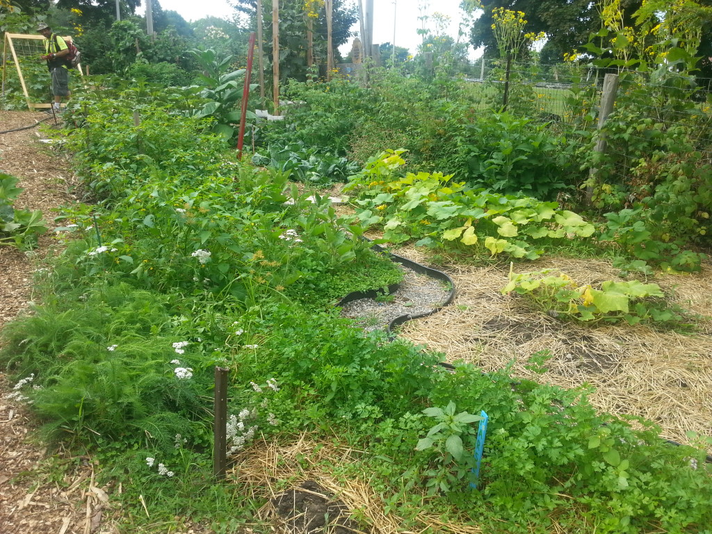 Earlescourt park and community garden project 12