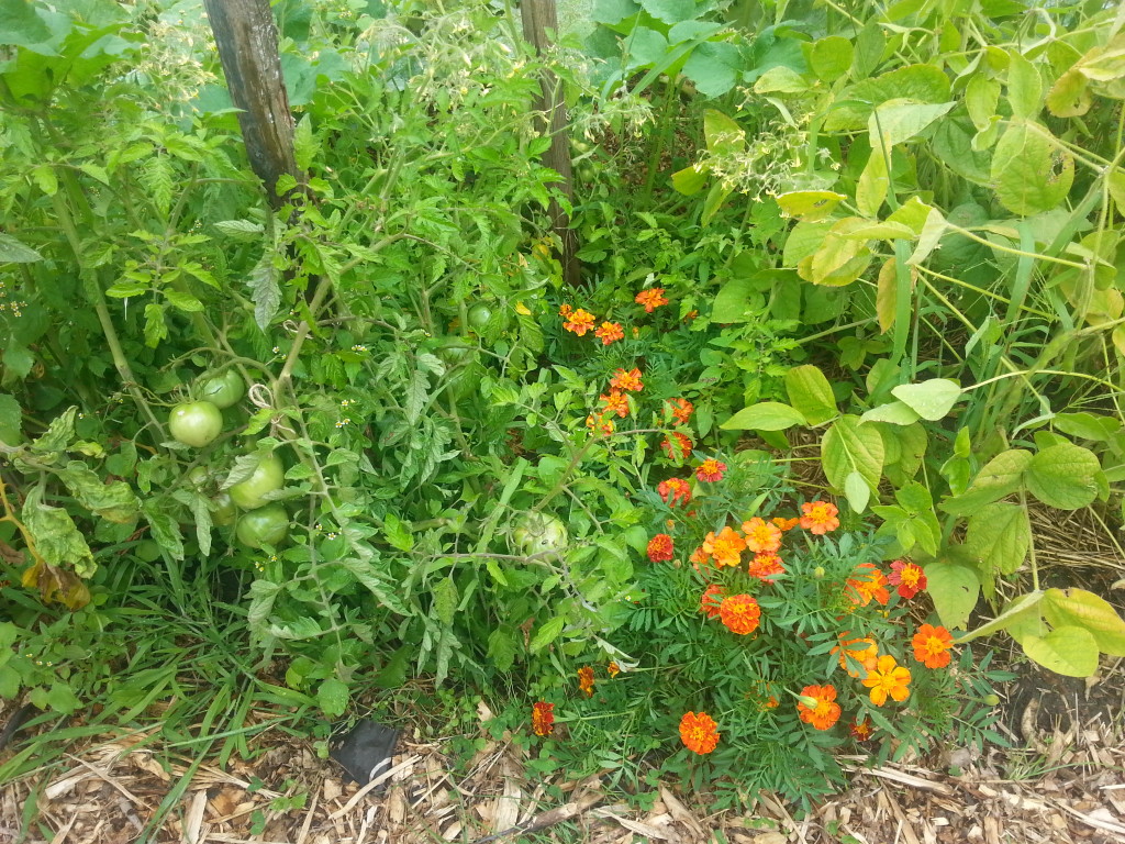 Earlescourt park and community garden project 15