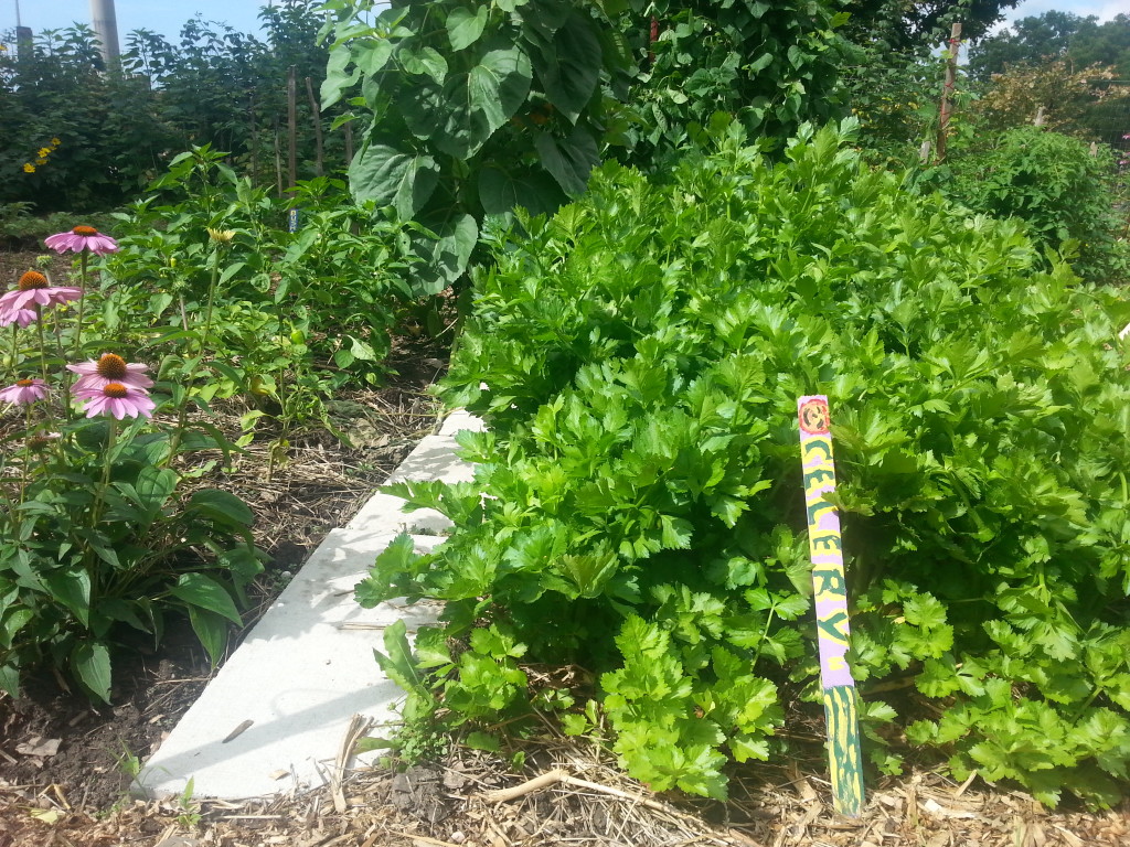 Earlescourt park and community garden project 8