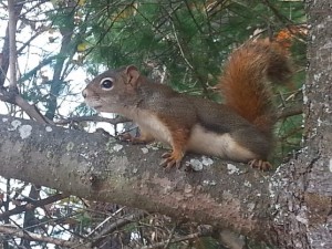 Algonquin Park Trip and a Delicious Hearty Vegetarian Chili Recipe10