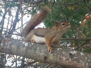 Algonquin Park Trip and a Delicious Hearty Vegetarian Chili Recipe11