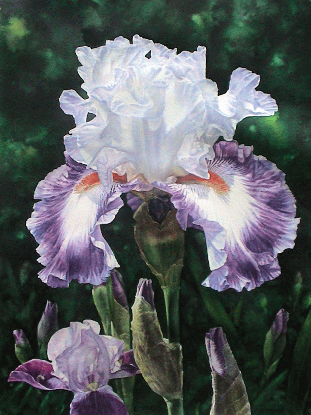 Iris1