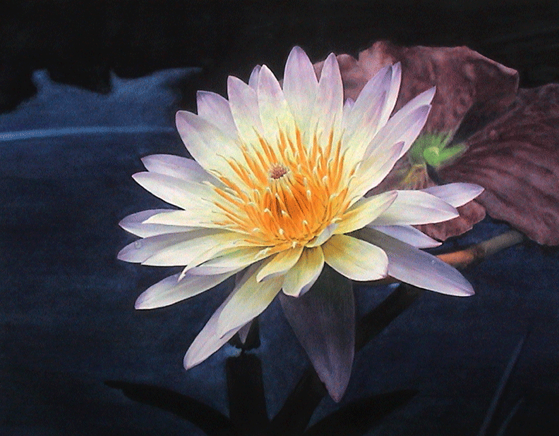 Water-Lily1